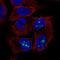 Secreted frizzled-related protein 1 antibody, HPA064870, Atlas Antibodies, Immunofluorescence image 