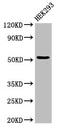 Cytochrome P450 Family 39 Subfamily A Member 1 antibody, CSB-PA882143LA01HU, Cusabio, Western Blot image 