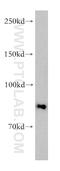 Aryl Hydrocarbon Receptor Nuclear Translocator 2 antibody, 12810-1-AP, Proteintech Group, Western Blot image 