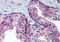 41341 antibody, orb89215, Biorbyt, Immunohistochemistry paraffin image 