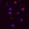 Mindbomb E3 Ubiquitin Protein Ligase 2 antibody, MAB7289, R&D Systems, Immunocytochemistry image 