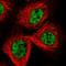 Coiled-coil domain-containing protein 19, mitochondrial antibody, HPA043618, Atlas Antibodies, Immunofluorescence image 