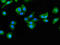 BAI1 Associated Protein 2 antibody, CSB-PA891988LA01HU, Cusabio, Immunofluorescence image 