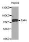 Y3 antibody, LS-C334564, Lifespan Biosciences, Western Blot image 