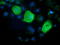 Ras Association Domain Family Member 1 antibody, TA502511, Origene, Immunofluorescence image 