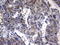 Ald antibody, LS-C799528, Lifespan Biosciences, Immunohistochemistry paraffin image 