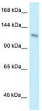 Pleckstrin Homology Domain Containing A7 antibody, TA337552, Origene, Western Blot image 