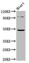 G protein-activated inward rectifier potassium channel 4 antibody, LS-C670184, Lifespan Biosciences, Western Blot image 