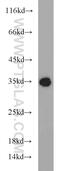 Retinaldehyde Binding Protein 1 antibody, 15356-1-AP, Proteintech Group, Western Blot image 
