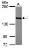 Membrane Associated Guanylate Kinase, WW And PDZ Domain Containing 3 antibody, PA5-31449, Invitrogen Antibodies, Western Blot image 