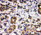 Milk Fat Globule-EGF Factor 8 Protein antibody, LS-C313081, Lifespan Biosciences, Immunohistochemistry frozen image 