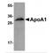 Apolipoprotein A1 antibody, TA306748, Origene, Western Blot image 
