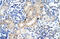 Zinc Finger Protein 57 antibody, ARP40121_T100, Aviva Systems Biology, Immunohistochemistry paraffin image 