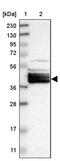 BCL2 Like 12 antibody, PA5-54267, Invitrogen Antibodies, Western Blot image 