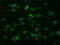 Augurin antibody, M32743, Boster Biological Technology, Immunofluorescence image 