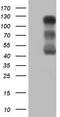 Phosphatidate phosphatase LPIN1 antibody, TA806186, Origene, Western Blot image 