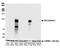 Cadherin 5 antibody, A700-091, Bethyl Labs, Western Blot image 
