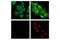 Histone H3 antibody, 13027S, Cell Signaling Technology, Immunocytochemistry image 
