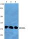 CD153 antibody, AP01279PU-N, Origene, Western Blot image 