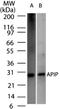 APAF1 Interacting Protein antibody, NB100-56567, Novus Biologicals, Western Blot image 