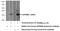 HGFIN antibody, 20338-1-AP, Proteintech Group, Western Blot image 