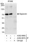 Gigaxonin antibody, A302-907A, Bethyl Labs, Immunoprecipitation image 