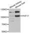 Jade Family PHD Finger 1 antibody, abx004845, Abbexa, Western Blot image 