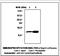 Glutaredoxin antibody, LS-C61952, Lifespan Biosciences, Immunoprecipitation image 