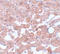 Cell division cycle protein 16 homolog antibody, A04573-1, Boster Biological Technology, Immunohistochemistry paraffin image 