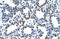 CysRS antibody, orb330106, Biorbyt, Immunohistochemistry paraffin image 