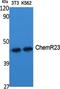 CMKLR1 antibody, PA5-50932, Invitrogen Antibodies, Western Blot image 
