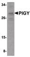 PIGY Upstream Reading Frame antibody, PA5-20651, Invitrogen Antibodies, Western Blot image 