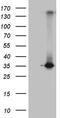 RWD Domain Containing 3 antibody, TA811762, Origene, Western Blot image 