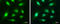 Capping Actin Protein, Gelsolin Like antibody, GTX114301, GeneTex, Immunocytochemistry image 
