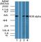 RAR Related Orphan Receptor A antibody, NBP2-24519, Novus Biologicals, Western Blot image 