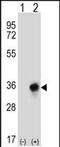 Carbonyl Reductase 3 antibody, PA5-48471, Invitrogen Antibodies, Western Blot image 