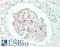 Heparin-binding growth factor 1 antibody, LS-B13686, Lifespan Biosciences, Immunohistochemistry paraffin image 