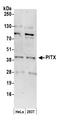 Paired Like Homeodomain 1 antibody, A300-577A, Bethyl Labs, Western Blot image 