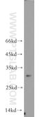 Neuralized E3 Ubiquitin Protein Ligase 1B antibody, 21263-1-AP, Proteintech Group, Western Blot image 