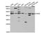 CAMP Responsive Element Modulator antibody, TA332796, Origene, Western Blot image 