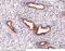 Golgi Membrane Protein 1 antibody, 13066-MM12T, Sino Biological, Immunohistochemistry frozen image 