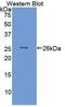 IL-6 antibody, LS-C305508, Lifespan Biosciences, Western Blot image 