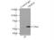 Aspartyl Aminopeptidase antibody, 15016-1-AP, Proteintech Group, Immunoprecipitation image 