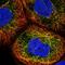 Exoribonuclease 1 antibody, HPA055548, Atlas Antibodies, Immunocytochemistry image 