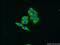 Mechanistic Target Of Rapamycin Kinase antibody, 20657-1-AP, Proteintech Group, Immunofluorescence image 