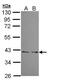 Ubiquitin Recognition Factor In ER Associated Degradation 1 antibody, PA5-22037, Invitrogen Antibodies, Western Blot image 