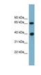 Cyclin J antibody, NBP1-55418, Novus Biologicals, Western Blot image 