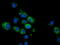 Calcium-binding and coiled-coil domain-containing protein 2 antibody, TA501972, Origene, Immunofluorescence image 