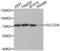 Solute Carrier Family 22 Member 8 antibody, abx002240, Abbexa, Western Blot image 