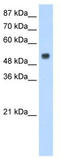 RNA Binding Motif Protein 45 antibody, TA344010, Origene, Western Blot image 
